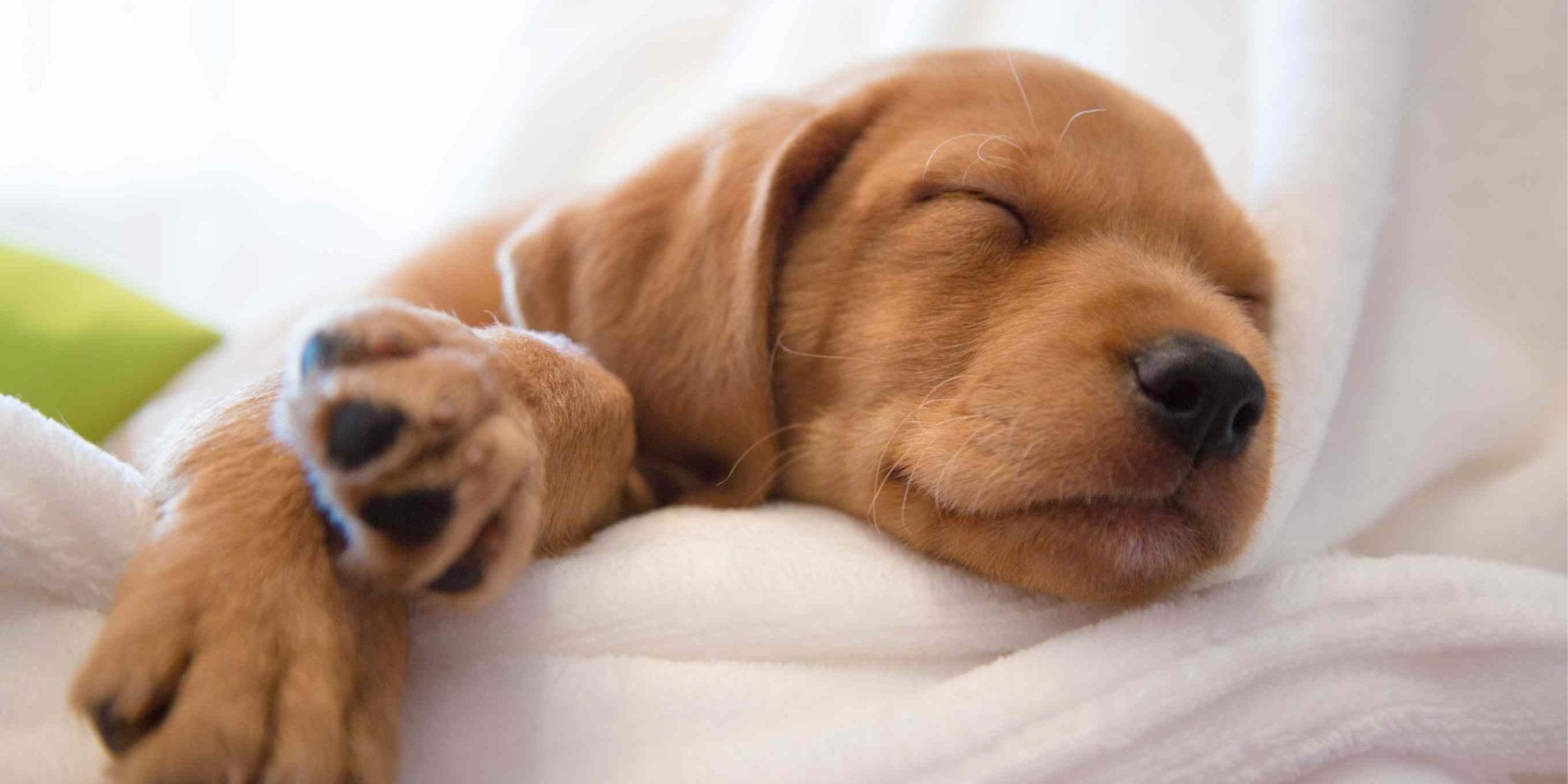Holland and Barrett CBD Oil For Dogs - Associated CBD