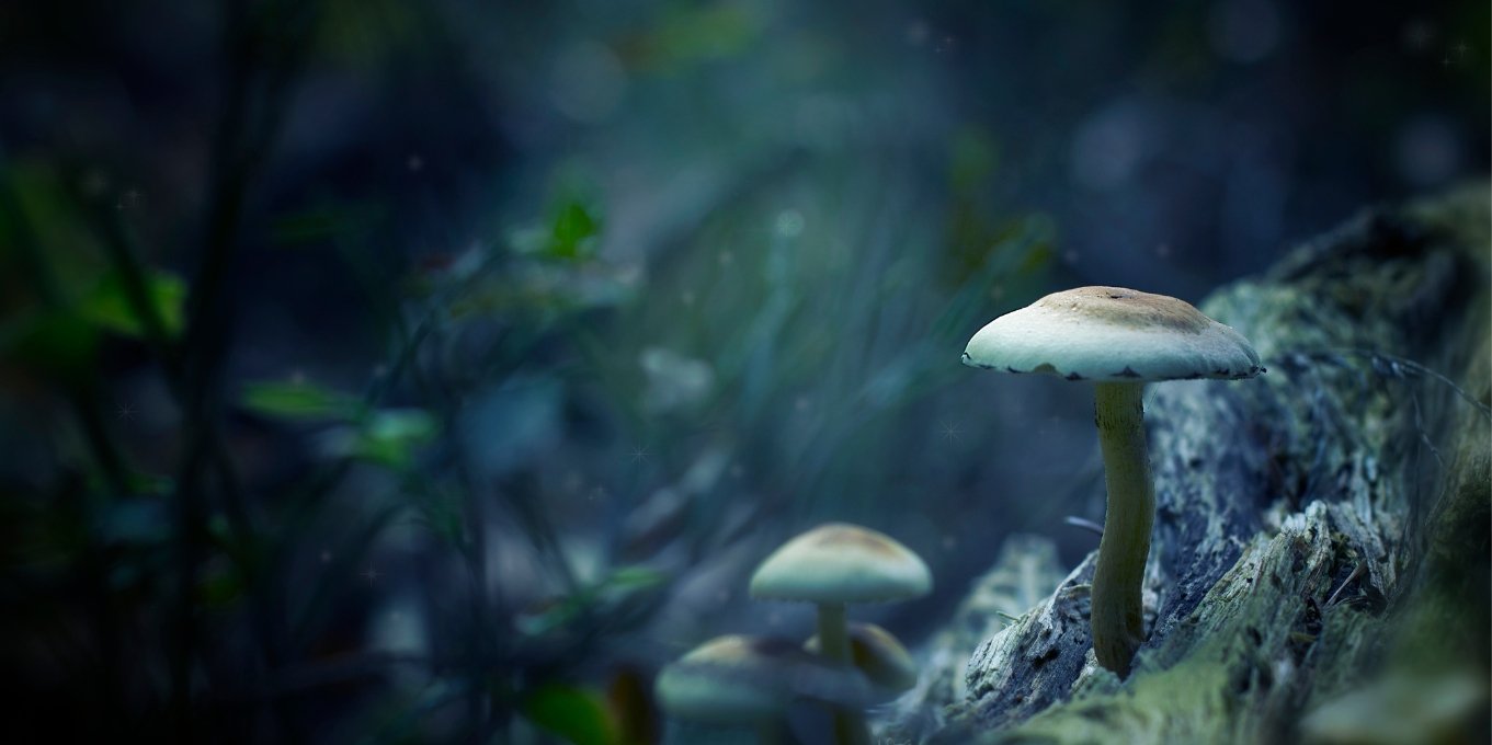 Nootropics And Functional Mushrooms - Associated CBD