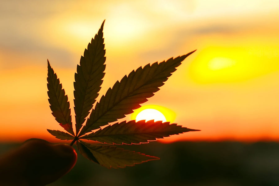 Can CBD Help My Stress And Anxiety?