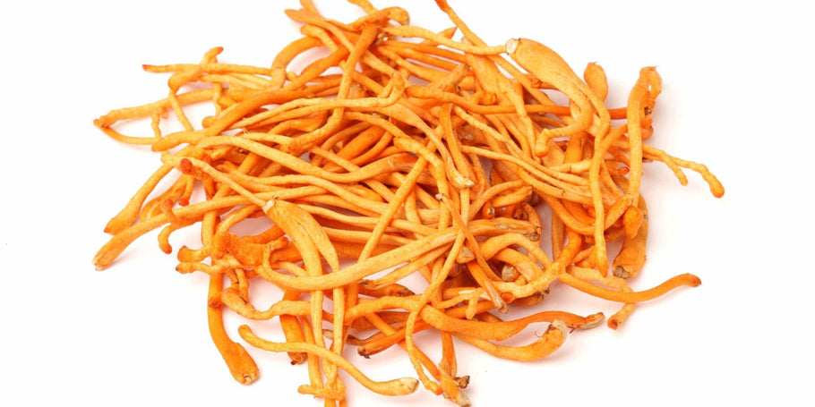 Cordyceps Mushroom benefits